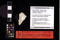 NHMW-GEO-2007z0149-0005_Ol_02.tifProsopon verrucosum (Reuss, 1858)  (NHMW-GEO-2007z0149-0005)